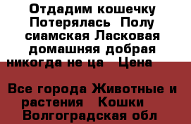 Отдадим кошечку.Потерялась. Полу сиамская.Ласковая,домашняя,добрая,никогда не ца › Цена ­ 1 - Все города Животные и растения » Кошки   . Волгоградская обл.